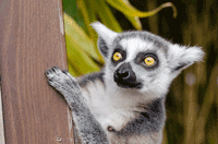 big-eyed lemur, image taken from web