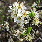 Blackthorn flower symbplize Strife, image take from Web