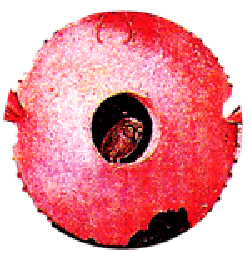 The Owl in the Juggler's Belly