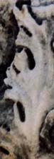 One of the heads spotted on the Ephesian Heads Stone in 1996, click to see Heads Stone, photos by Jim McPherson, 1996