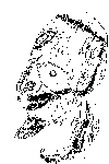 [Unfinished Depiction of Sedon's Head, drawn by Ian Fry]