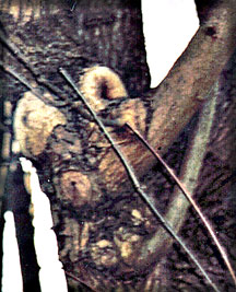 A photo of a faerie stuck in a tree taken by Jim McPherson in Vancouver Canada 