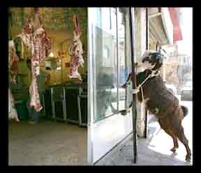 Goat looking at goat carcasses through a windown, taken from Web, meant to illustrate Hush Stynx, albeit with only one head